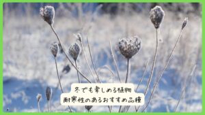 冬でも楽しめる植物｜耐寒性のあるおすすめ品種