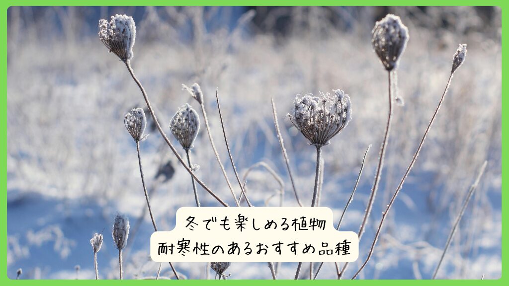 冬でも楽しめる植物｜耐寒性のあるおすすめ品種