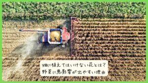 畑に植えてはいけない花とは？野菜に悪影響が出やすい理由