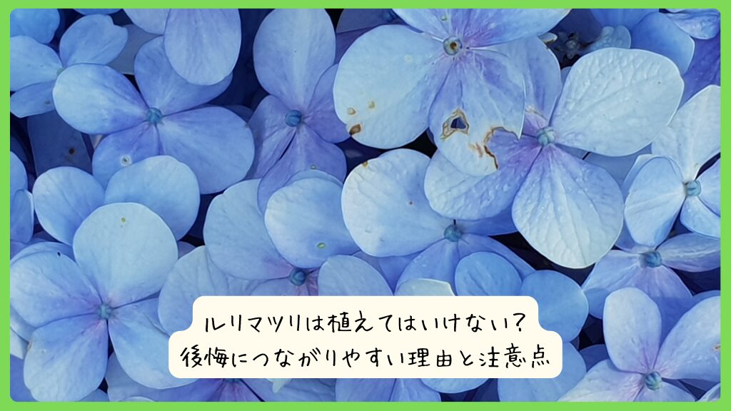 ルリマツリは植えてはいけない？後悔につながりやすい理由と注意点