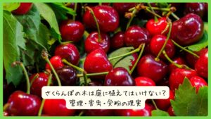 さくらんぼの木は庭に植えてはいけない？管理・害虫・受粉の現実