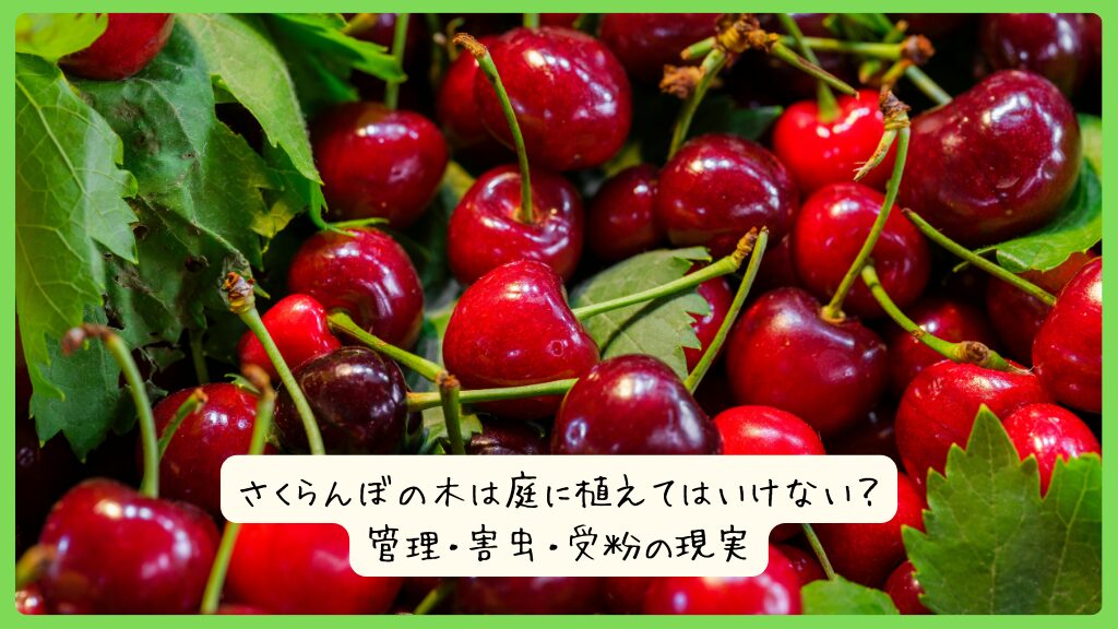 さくらんぼの木は庭に植えてはいけない？管理・害虫・受粉の現実