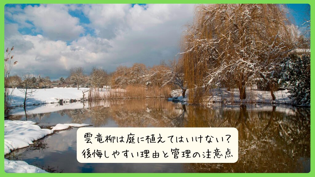 雲竜柳は庭に植えてはいけない？ 後悔しやすい理由と管理の注意点