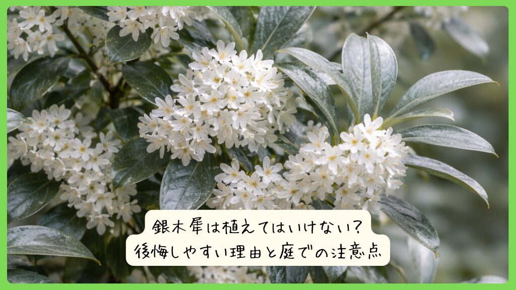 銀木犀は植えてはいけない？後悔しやすい理由と庭での注意点
