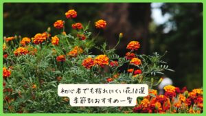初心者でも枯れにくい花10選｜季節別おすすめ一覧