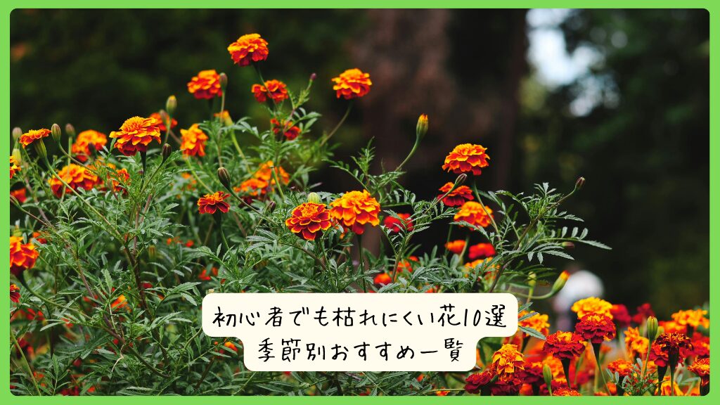 初心者でも枯れにくい花10選｜季節別おすすめ一覧