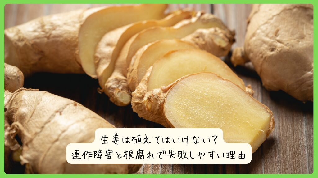 生姜は植えてはいけない？連作障害と根腐れで失敗しやすい理由