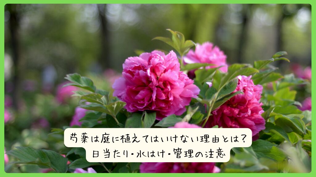 芍薬は庭に植えてはいけない理由とは？日当たり・水はけ・管理の注意