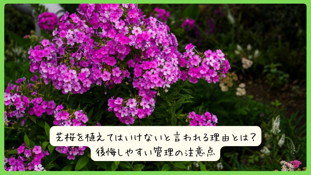 芝桜を植えてはいけないと言われる理由とは？後悔しやすい管理の注意点