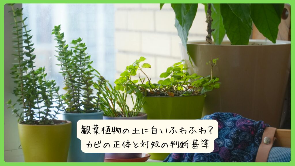 観葉植物の土に白いふわふわ？カビの正体と対処の判断基準
