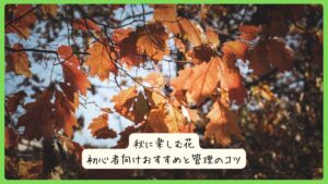 秋に楽しむ花｜初心者向けおすすめと管理のコツ