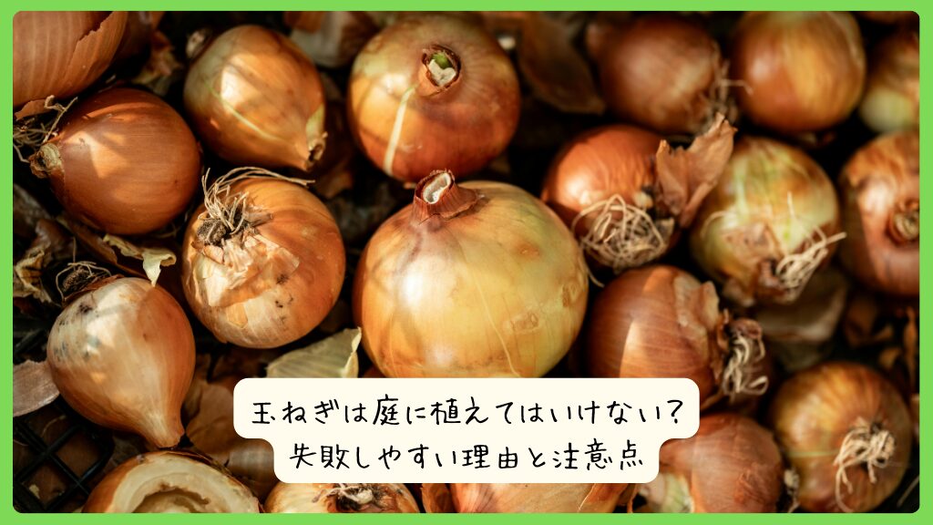玉ねぎは庭に植えてはいけない？失敗しやすい理由と注意点