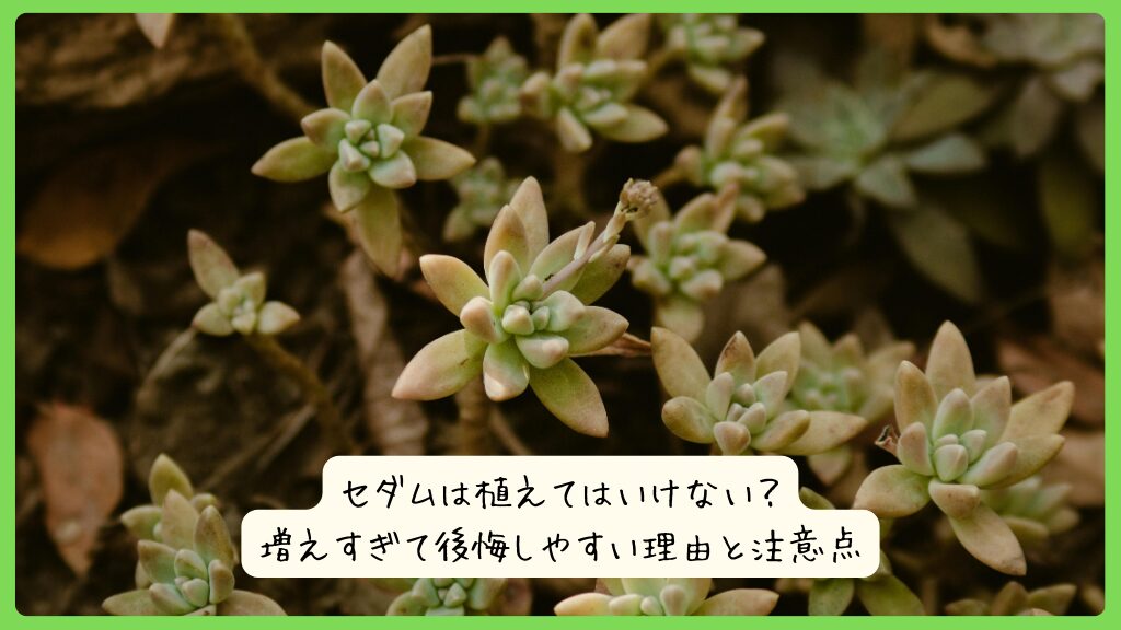 セダムは植えてはいけない？増えすぎて後悔しやすい理由と注意点