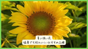 夏に強い花｜猛暑でも枯れにくいおすすめ品種