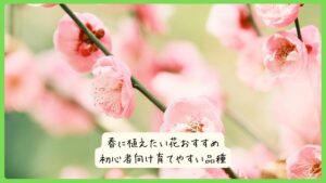 春に植えたい花おすすめ｜初心者向け育てやすい品種