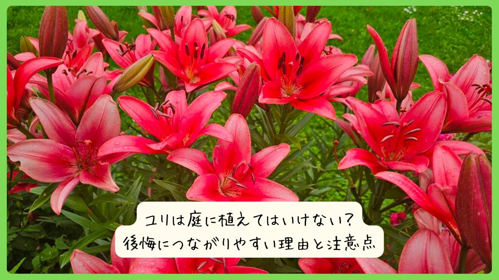 ユリは庭に植えてはいけない？後悔につながりやすい理由と注意点