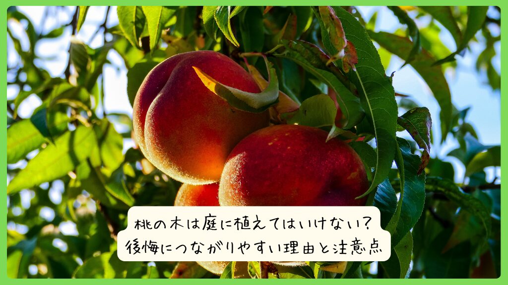 桃の木は庭に植えてはいけない？後悔につながりやすい理由と注意点