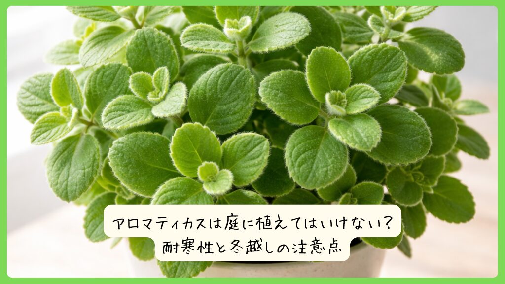 アロマティカスは庭に植えてはいけない？耐寒性と冬越しの注意点