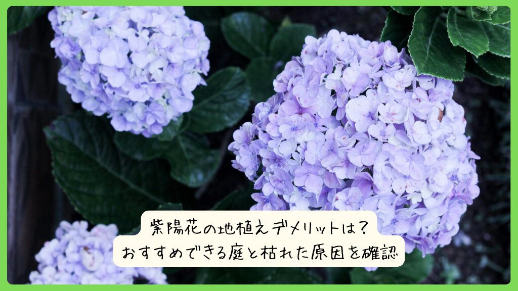紫陽花の地植えデメリットは？おすすめできる庭と枯れた原因を確認