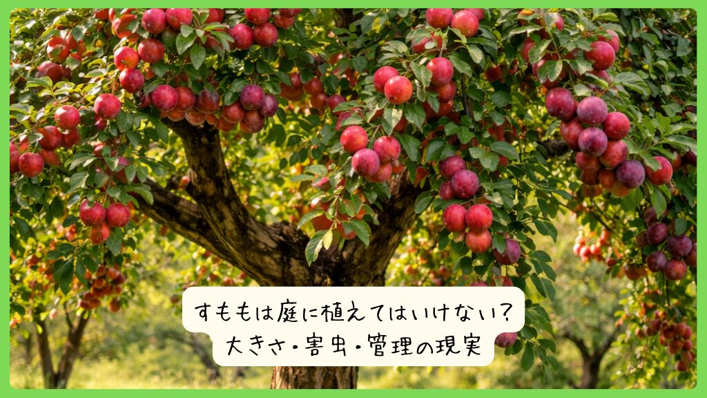 すももは庭に植えてはいけない？大きさ・害虫・管理の現実