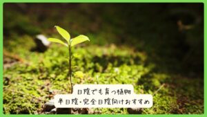 日陰でも育つ植物｜半日陰・完全日陰向けおすすめ