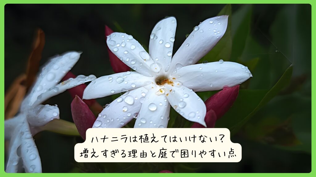 ハナニラは植えてはいけない？増えすぎる理由と庭で困りやすい点