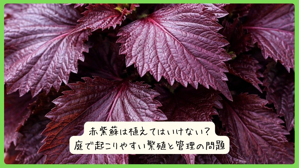 赤紫蘇は植えてはいけない？庭で起こりやすい繁殖と管理の問題