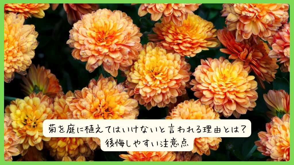 菊を庭に植えてはいけないと言われる理由とは？後悔しやすい注意点