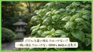 バジルを庭に植えてはいけない？一緒に植えてはいけない植物と相性の注意点