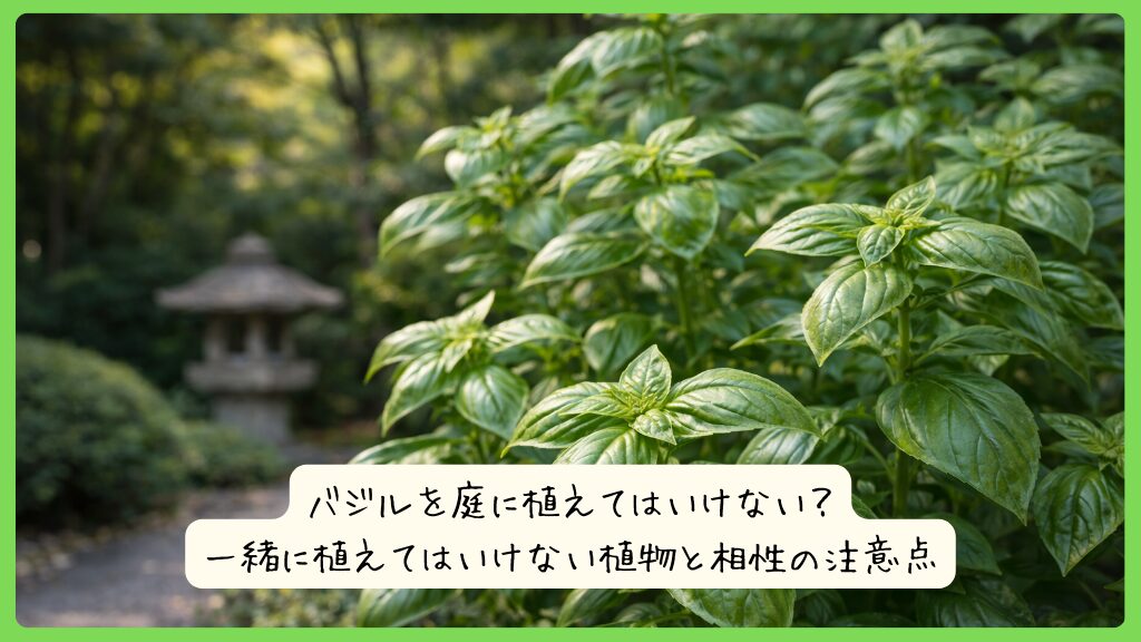 バジルを庭に植えてはいけない？一緒に植えてはいけない植物と相性の注意点