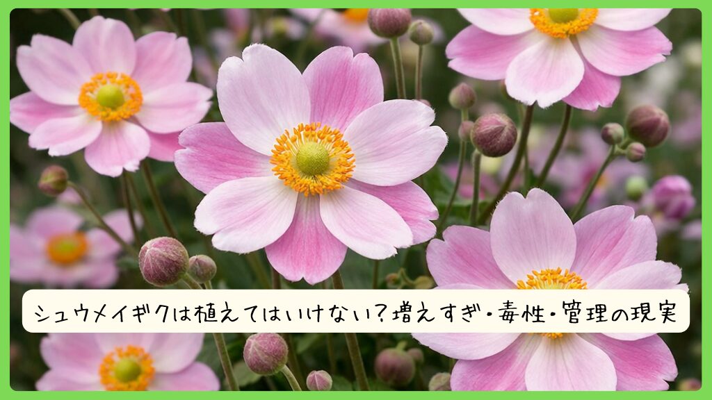 シュウメイギクは植えてはいけない？増えすぎ・毒性・管理の現実