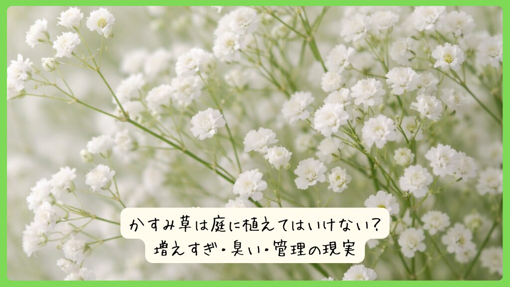 かすみ草は庭に植えてはいけない？増えすぎ・臭い・管理の現実