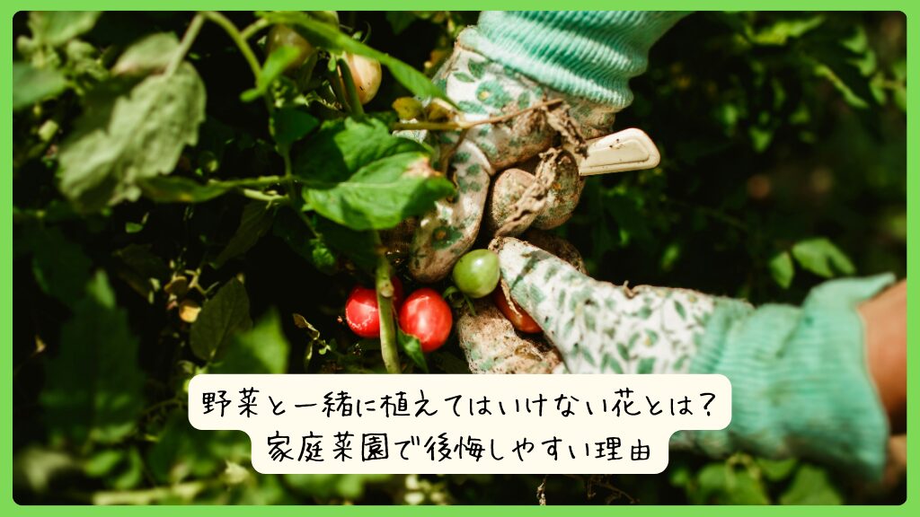 野菜と一緒に植えてはいけない花とは？家庭菜園で後悔しやすい理由