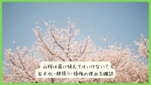 山桜は庭に植えてはいけない？巨木化・根張り・後悔の理由を確認