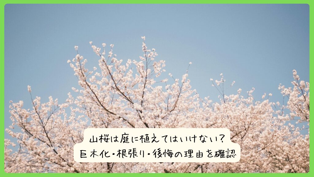 山桜は庭に植えてはいけない？巨木化・根張り・後悔の理由を確認
