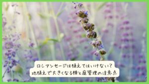 ロシアンセージは植えてはいけない？地植えで大きくなる株と庭管理の注意点