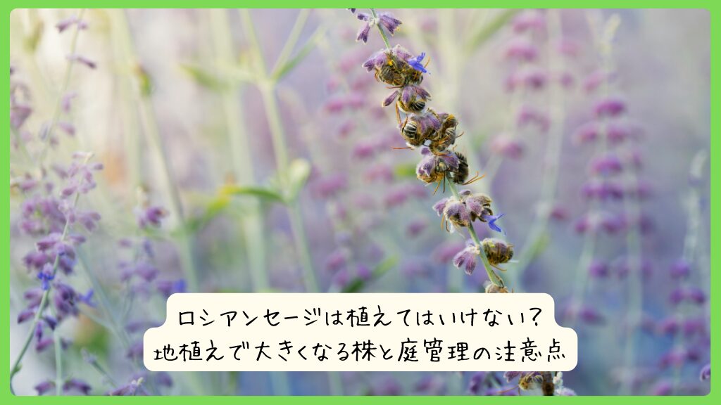 ロシアンセージは植えてはいけない？地植えで大きくなる株と庭管理の注意点