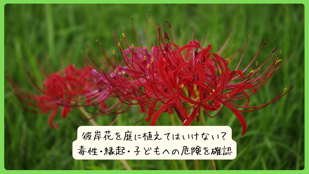 彼岸花を庭に植えてはいけない？毒性・縁起・子どもへの危険を確認