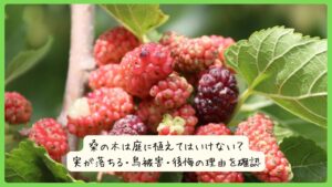 桑の木は庭に植えてはいけない？実が落ちる・鳥被害・後悔の理由を確認