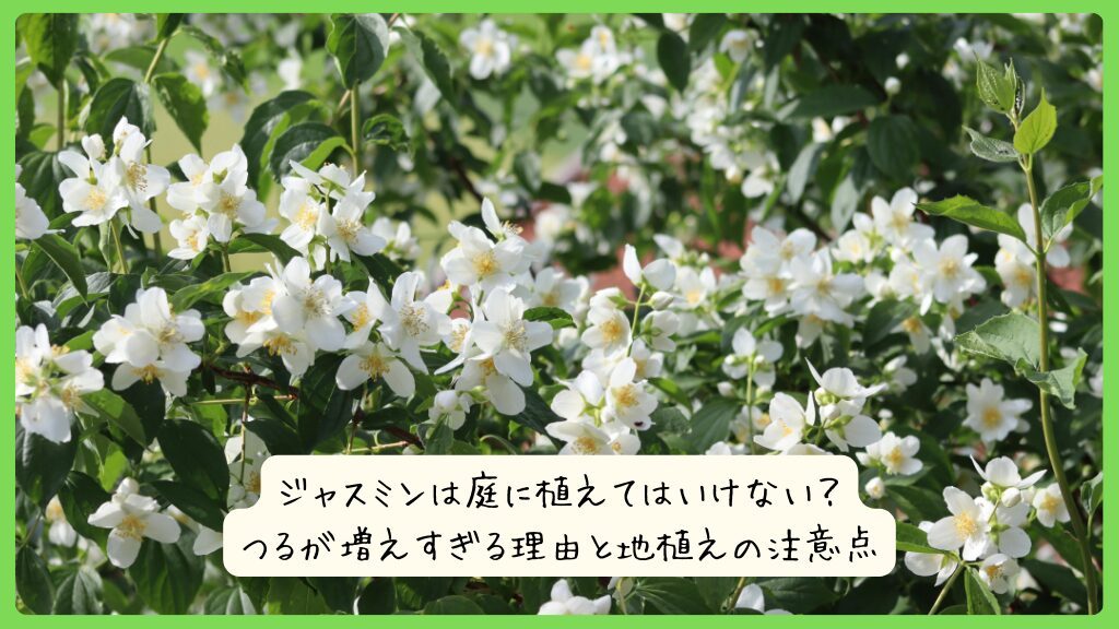 ジャスミンは庭に植えてはいけない？つるが増えすぎる理由と地植えの注意点