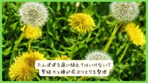 たんぽぽを庭に植えてはいけない？繁殖力と種が飛ぶリスクを整理