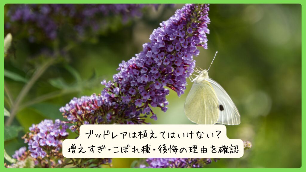 ブッドレアは植えてはいけない？増えすぎ・こぼれ種・後悔の理由を確認