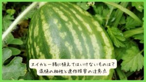 スイカと一緒に植えてはいけないものは？混植の相性と連作障害の注意点