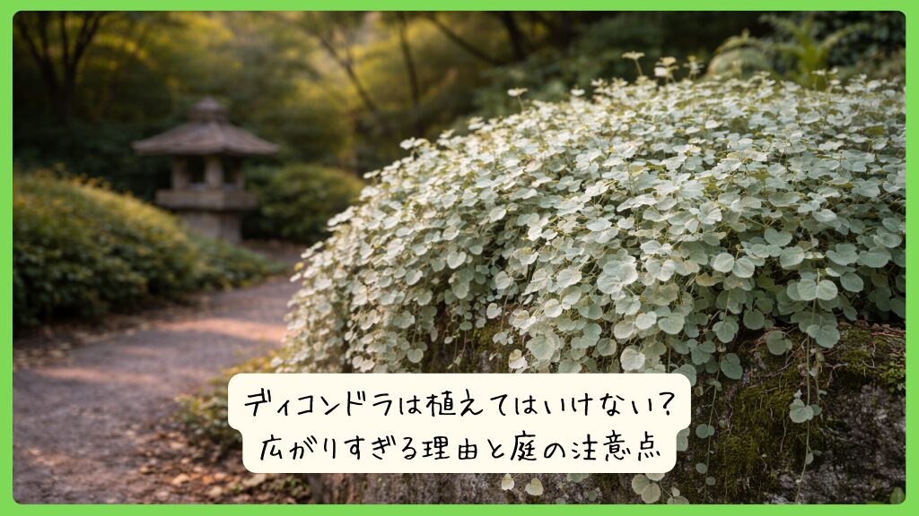 ディコンドラは植えてはいけない？広がりすぎる理由と庭の注意点