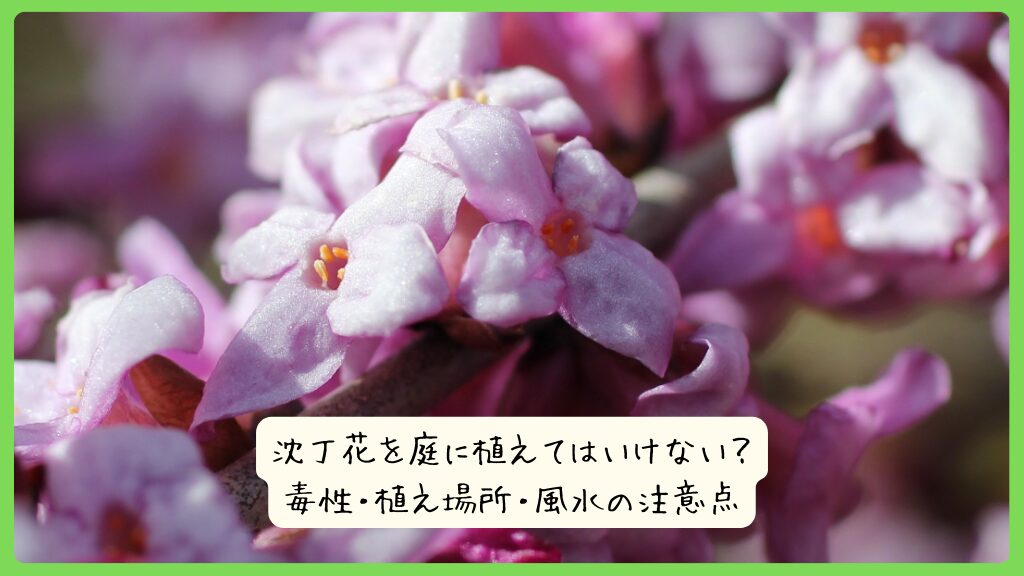 沈丁花を庭に植えてはいけない？毒性・植え場所・風水の注意点