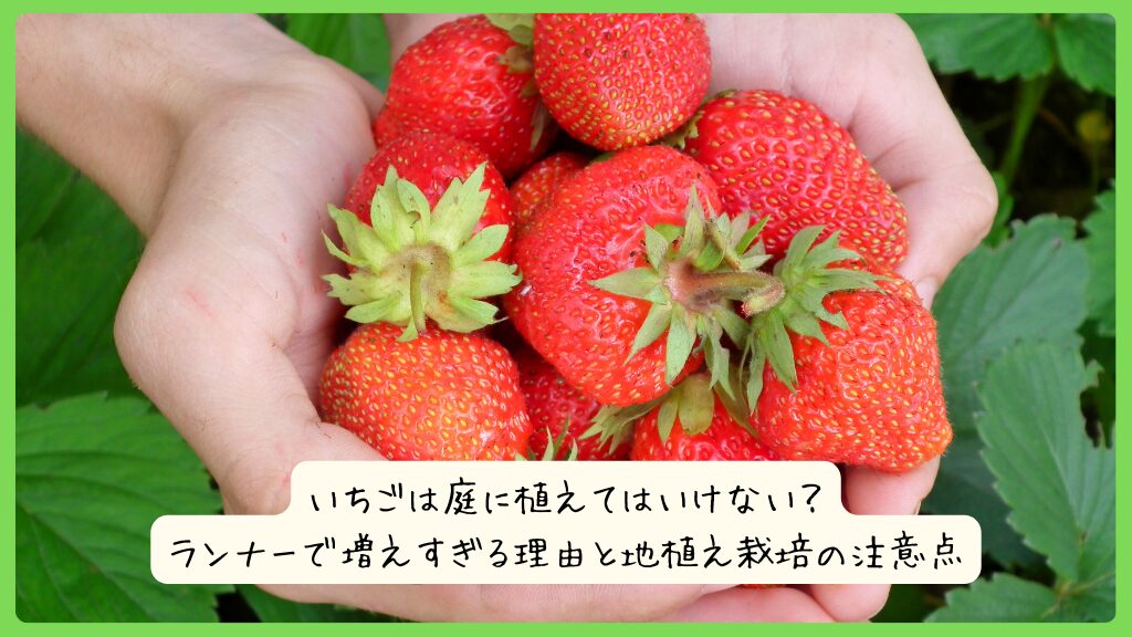 いちごは庭に植えてはいけない？ランナーで増えすぎる理由と地植え栽培の注意点