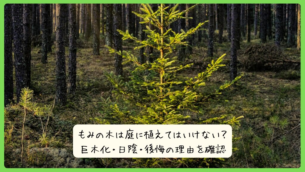 もみの木は庭に植えてはいけない？巨木化・日陰・後悔の理由を確認