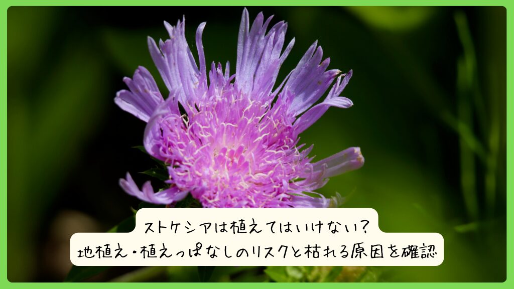 ストケシアは植えてはいけない？地植え・植えっぱなしのリスクと枯れる原因を確認
