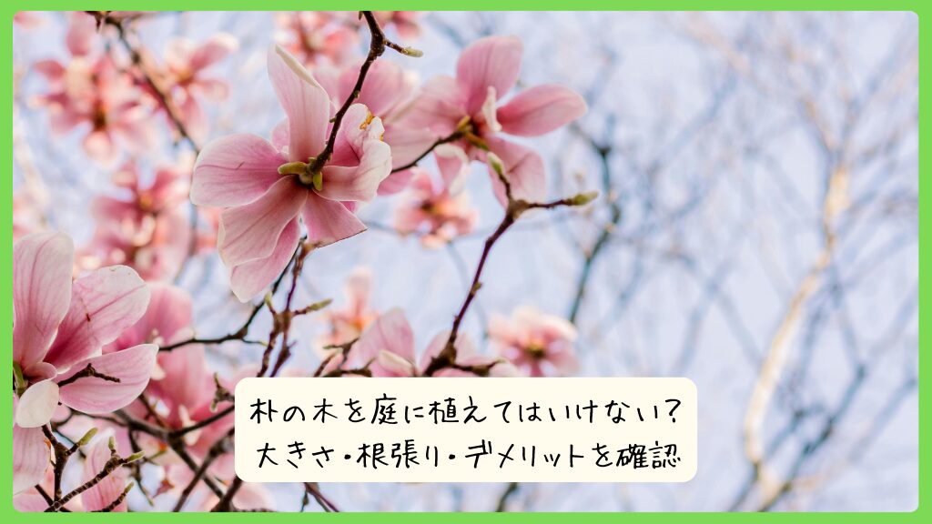 朴の木を庭に植えてはいけない？大きさ・根張り・デメリットを確認