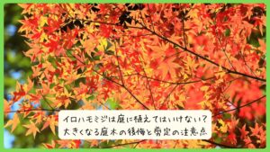 イロハモミジは庭に植えてはいけない？大きくなる庭木の後悔と剪定の注意点